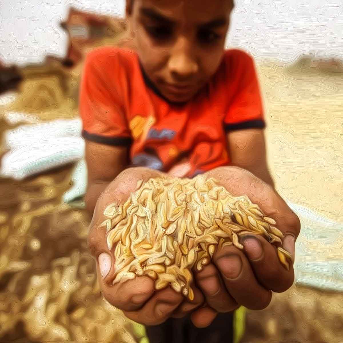 UAE suspends re-export of Indian wheat: Low IQ Islamists rejoice after NDTV report said UAE banned import of Indian grain